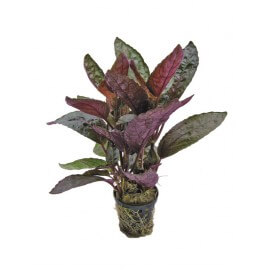 Chamaedorea Elegans