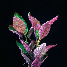 Chamaedorea Elegans