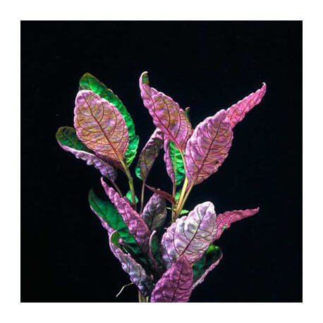 Chamaedorea Elegans