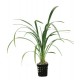 Chamaedorea Elegans
