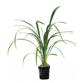 Chamaedorea Elegans