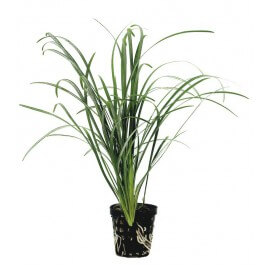 Chamaedorea Elegans