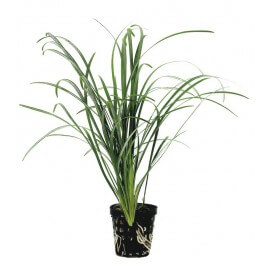 Ophiopogon Japonica