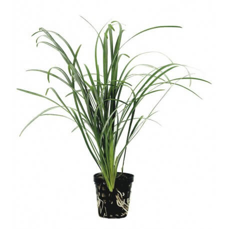 Ophiopogon Japonica