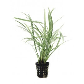 Chamaedorea Elegans