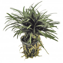 Chamaedorea Elegans