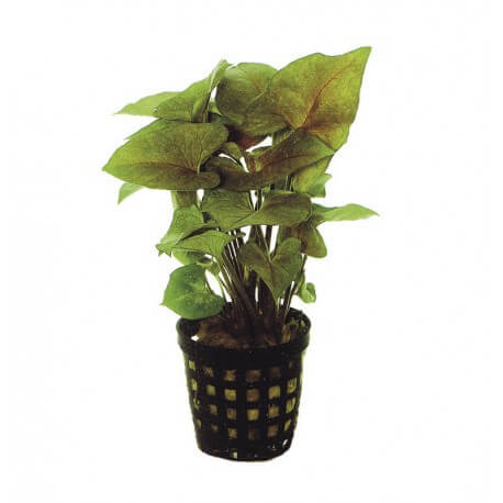 Chamaedorea Elegans