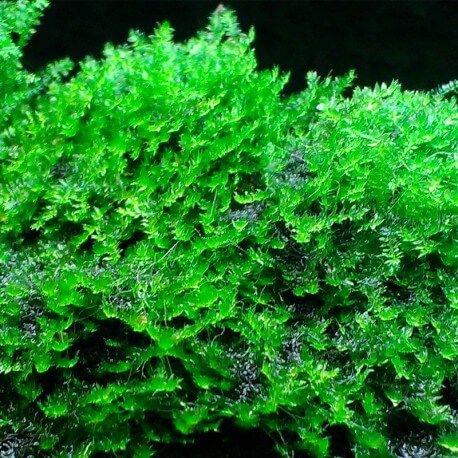 Thailande Moss - pour aquarium