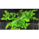 Fontinalis sp Willov 2 - mousse aquatique
