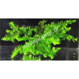 Fontinalis sp Willov 2 - mousse aquatique