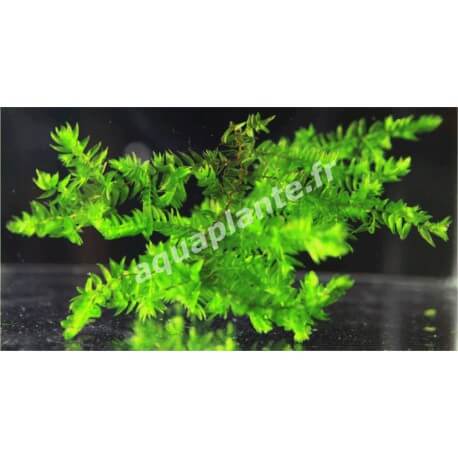 Fontinalis sp Willov 2 - mousse aquatique