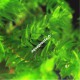 Fontinalis sp Willov 2 - mousse aquatique