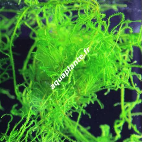Taxiphyllum sp Flame Moss - Mousse aquatique