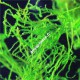 Taxiphyllum sp Flame Moss - Mousse aquatique