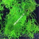 Taxiphyllum sp Flame Moss - Mousse aquatique