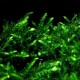 Fontinalis sp Willov 1 - mousse aquatique