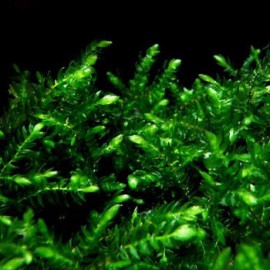 Fontinalis sp Willov 1 - mousse aquatique