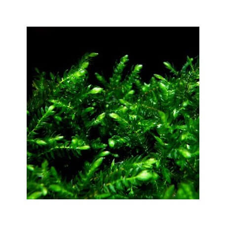 Fontinalis sp Willov 1 - mousse aquatique