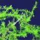 Fontinalis sp Willov 1 - mousse aquatique