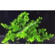Fontinalis sp Willov 1 - mousse aquatique