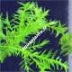 Fontinalis sp Willov 1 - mousse aquatique