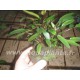 Cryptocoryne Beckettii Petchii sur Roche Taille Small Tropica