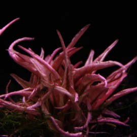 Cryptocoryne Flamingo Special Pink