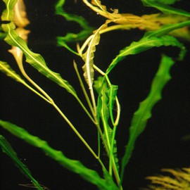 Potamogeton Wrightii