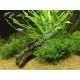 Monosolenium Tenerum sur Roche Taille Small Tropica