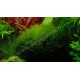 Vesicularia sur Roche Taille Small Tropica