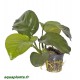 Anubias Barteri Caladiifolia 1705 Tropica