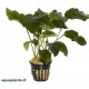 Anubias Barteri var Barteri Tropica
