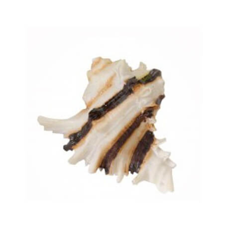 Coquillage Résine A 