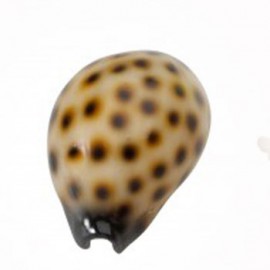 Coquillage Résine A 