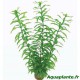 Plante artificielle Hygrophila sp Green