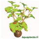 Plante Artificielle Hydrocotile sp