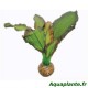 Plante Artificielle Echinodorus sp 2