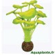Plante Artificielle Hydrocotile sp 2
