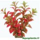Plante Artificielle Ludwigia Rouge
