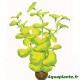 Plante Artificielle Hydrocotile sp
