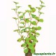 Plante Artificielle Cardamine sp