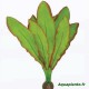 Plante Artificielle Echinodorus sp