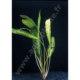 Cryptocoryne Aponogetifolia Pied Mère