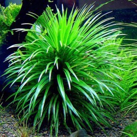 Eriocaulon cinereum var "Japan Shiga"