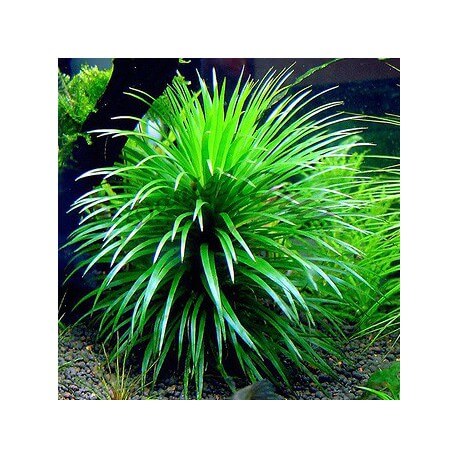 Eriocaulon cinereum var "Japan Shiga"