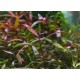 Persicaria sp Sao Paulo var Red