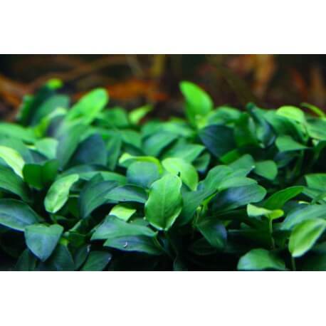 Anubias nana In Vitro