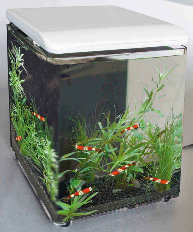 ② Aquarium cube Zen 30 (30L) - Superfish BLANC — Poissons