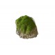 AQUA DELLA MOSS STONE-XS- ca.9x6x6,5cm with suction cup