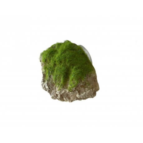 AQUA DELLA MOSS STONE-XS- ca.9x6x6,5cm with suction cup
